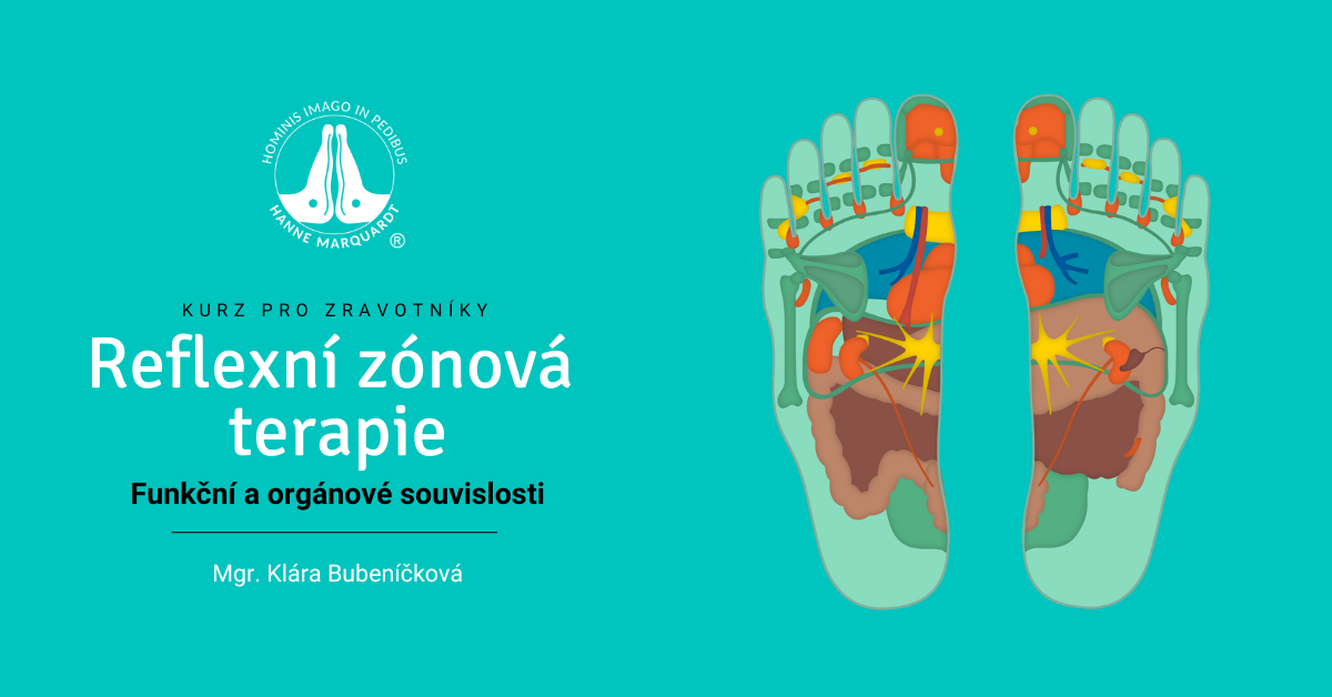 Reflexní zónová terapie na nohou - funkční a orgánové  souvislosti (III.)