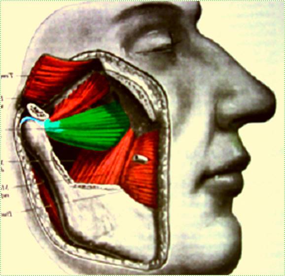 Orofaciální oblast v komplexní terapii